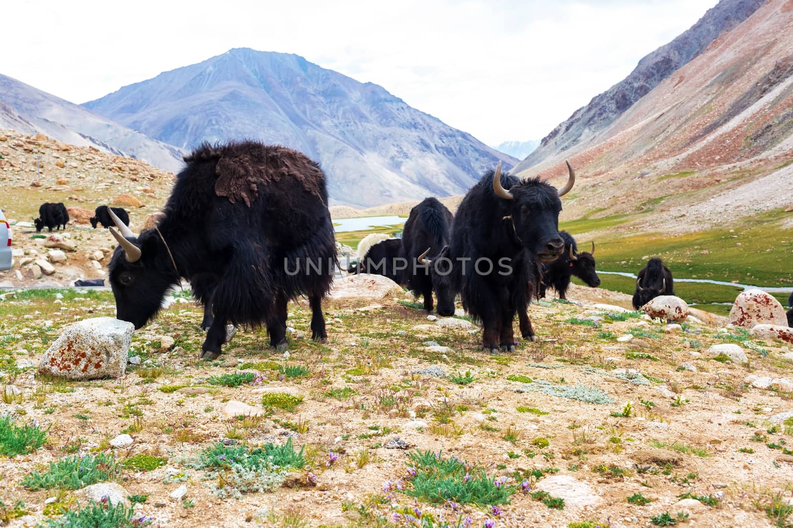 Yaks with natural landscape in Leh Ladakh, Jammu and Kashmir, India