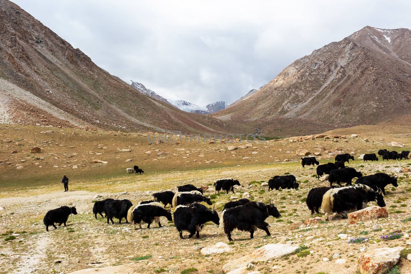 Yaks with natural landscape in Leh Ladakh, Jammu and Kashmir, India
