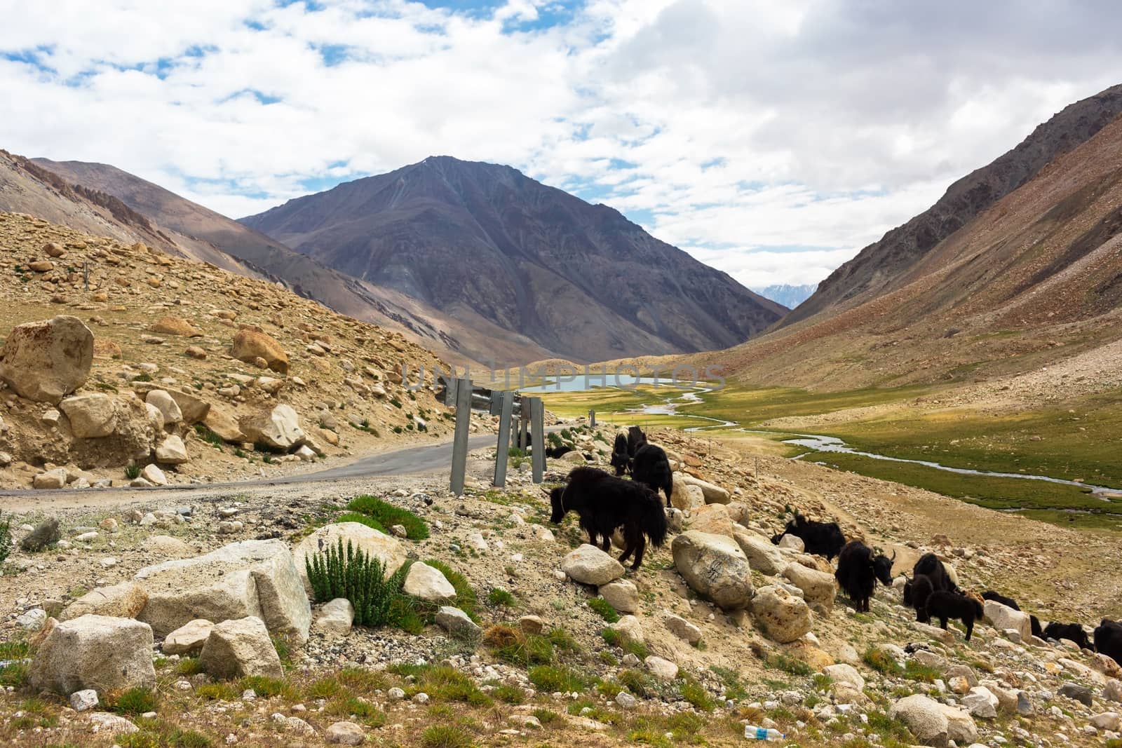 Yaks with natural landscape in Leh Ladakh, Jammu and Kashmir, India