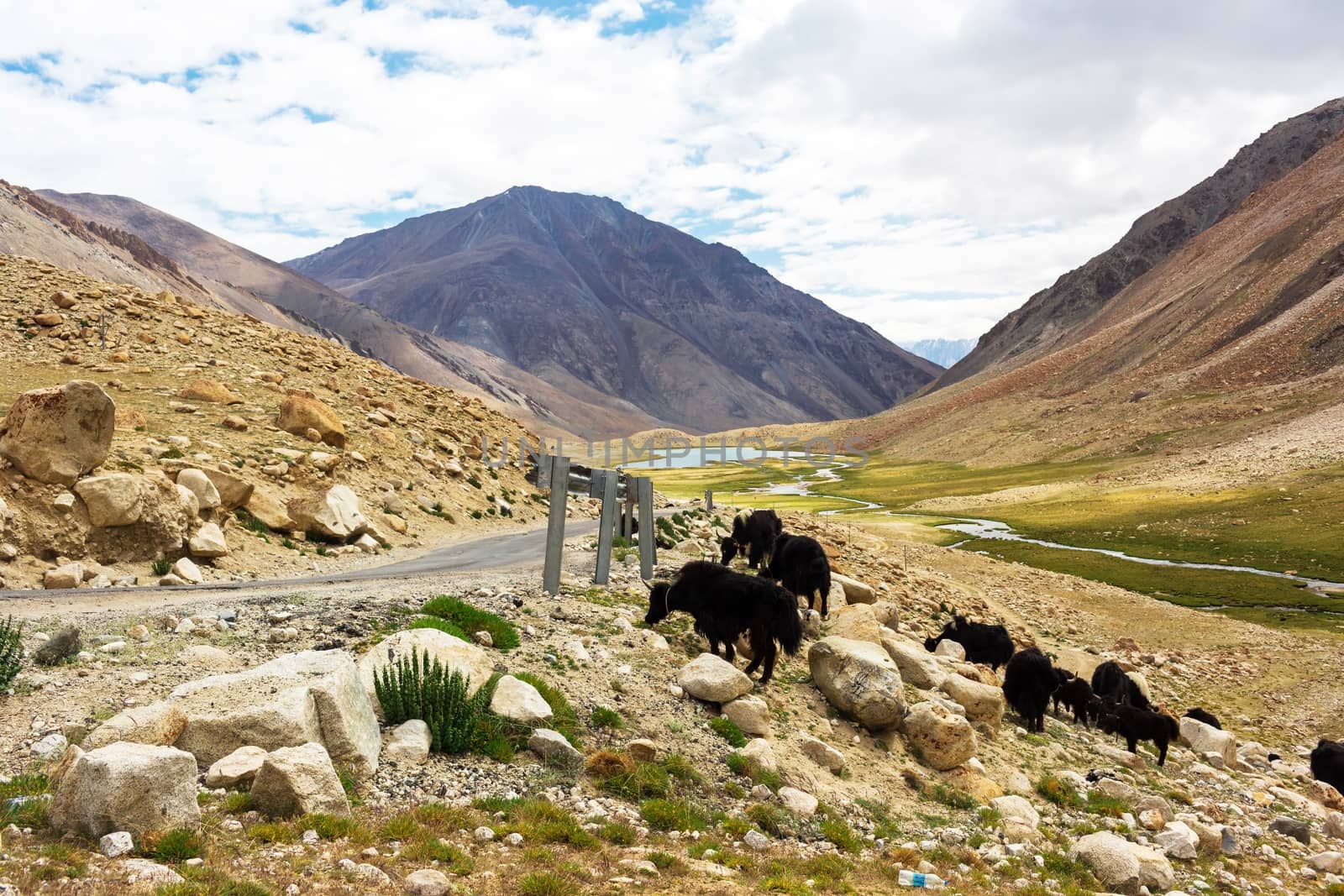 Yaks with natural landscape in Leh Ladakh, Jammu and Kashmir, India