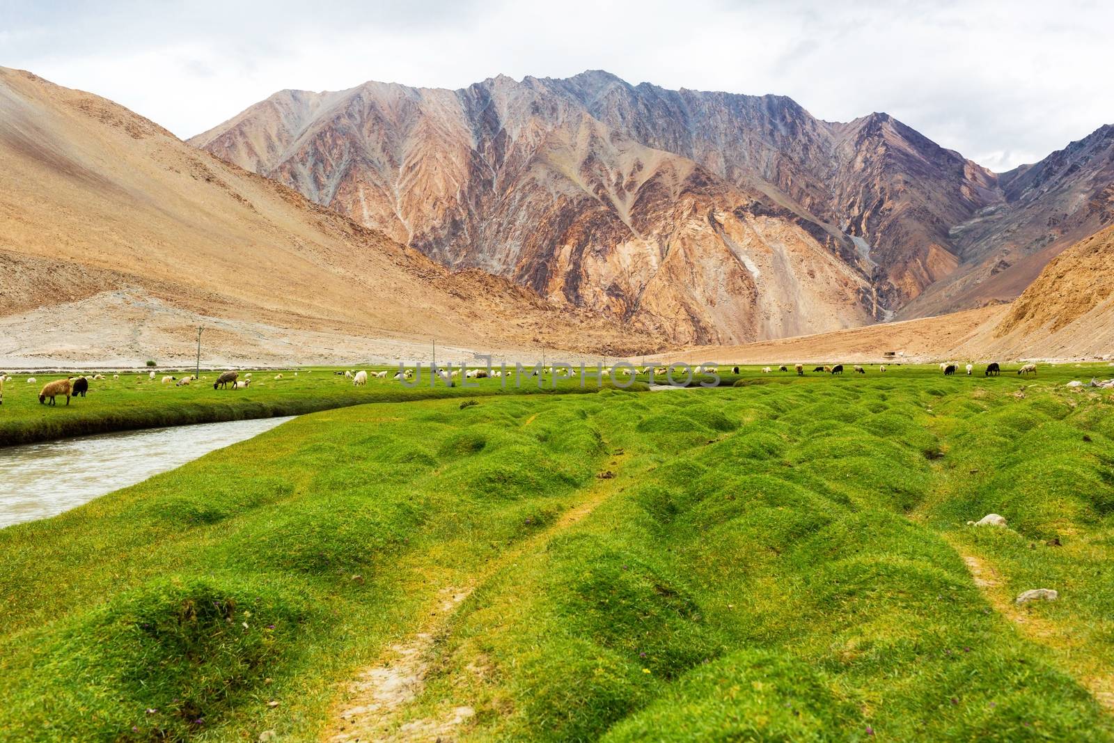 Animals with natural landscape in Leh Ladakh, Jammu and Kashmir, India