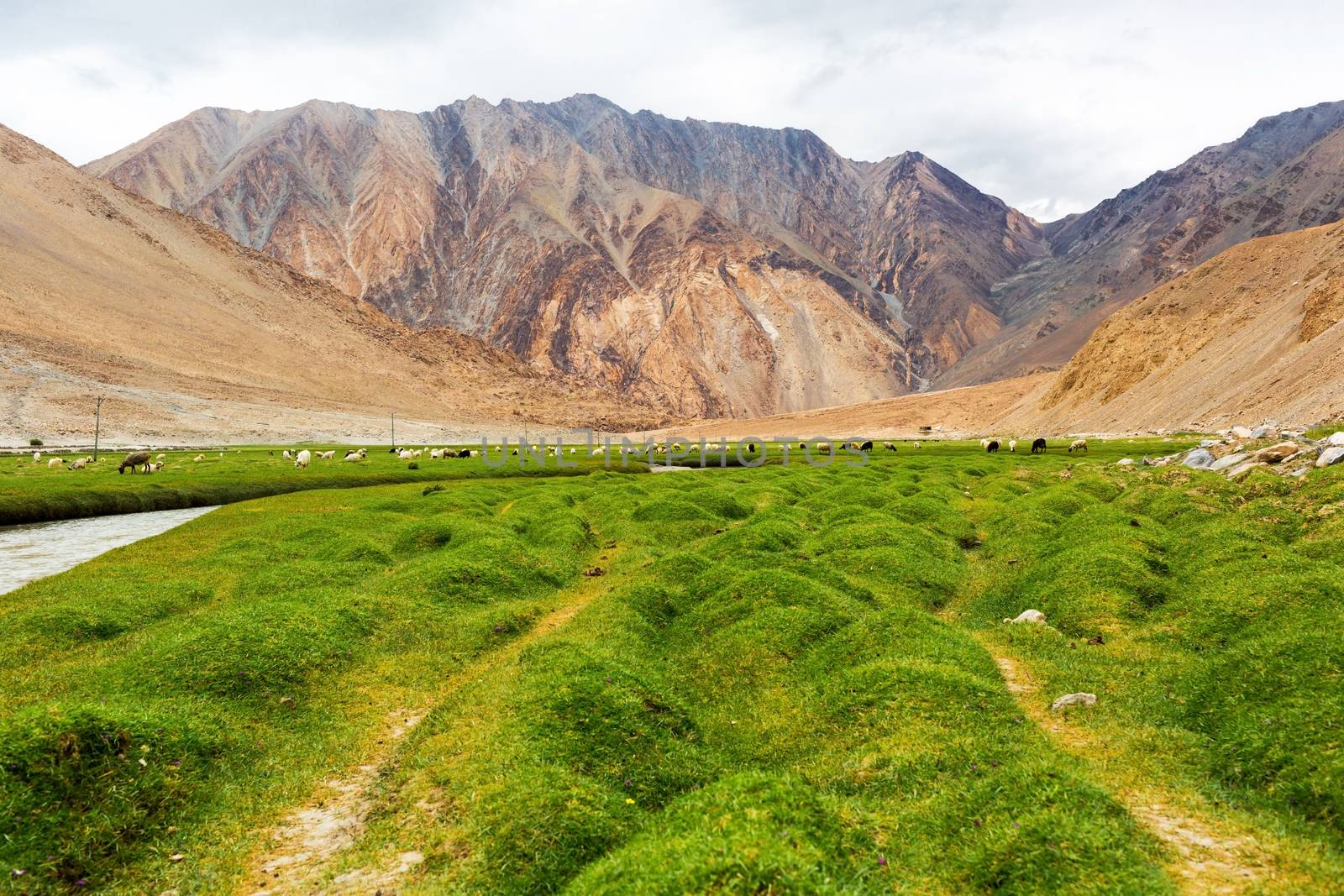 Animals with natural landscape in Leh Ladakh, Jammu and Kashmir, India