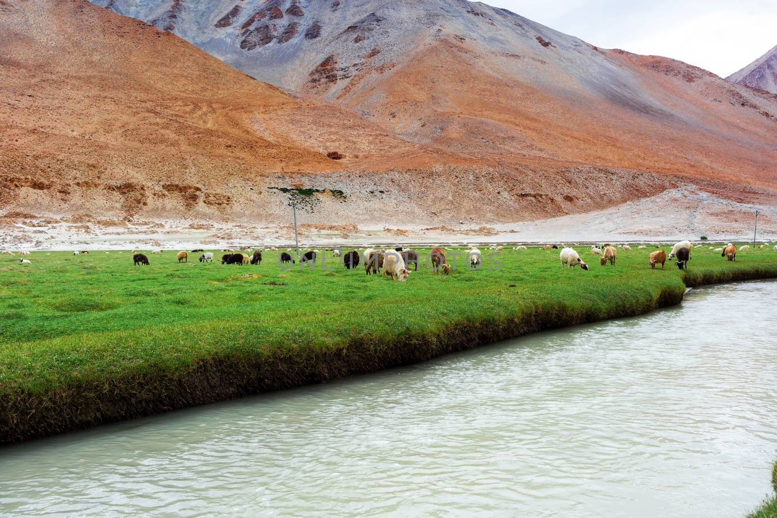 Animals with natural landscape in Leh Ladakh, Jammu and Kashmir, India
