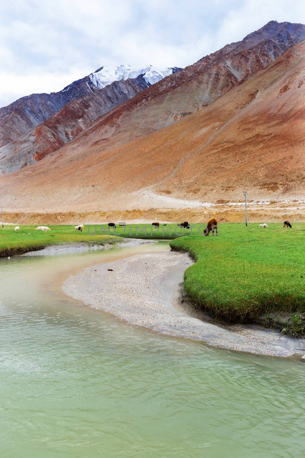 Animals with natural landscape in Leh Ladakh, Jammu and Kashmir, India