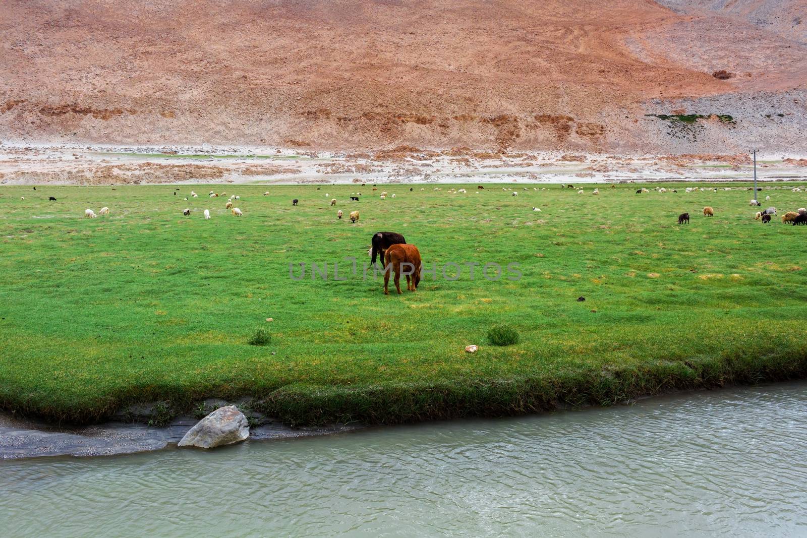 Animals with natural landscape in Leh Ladakh, Jammu and Kashmir, India