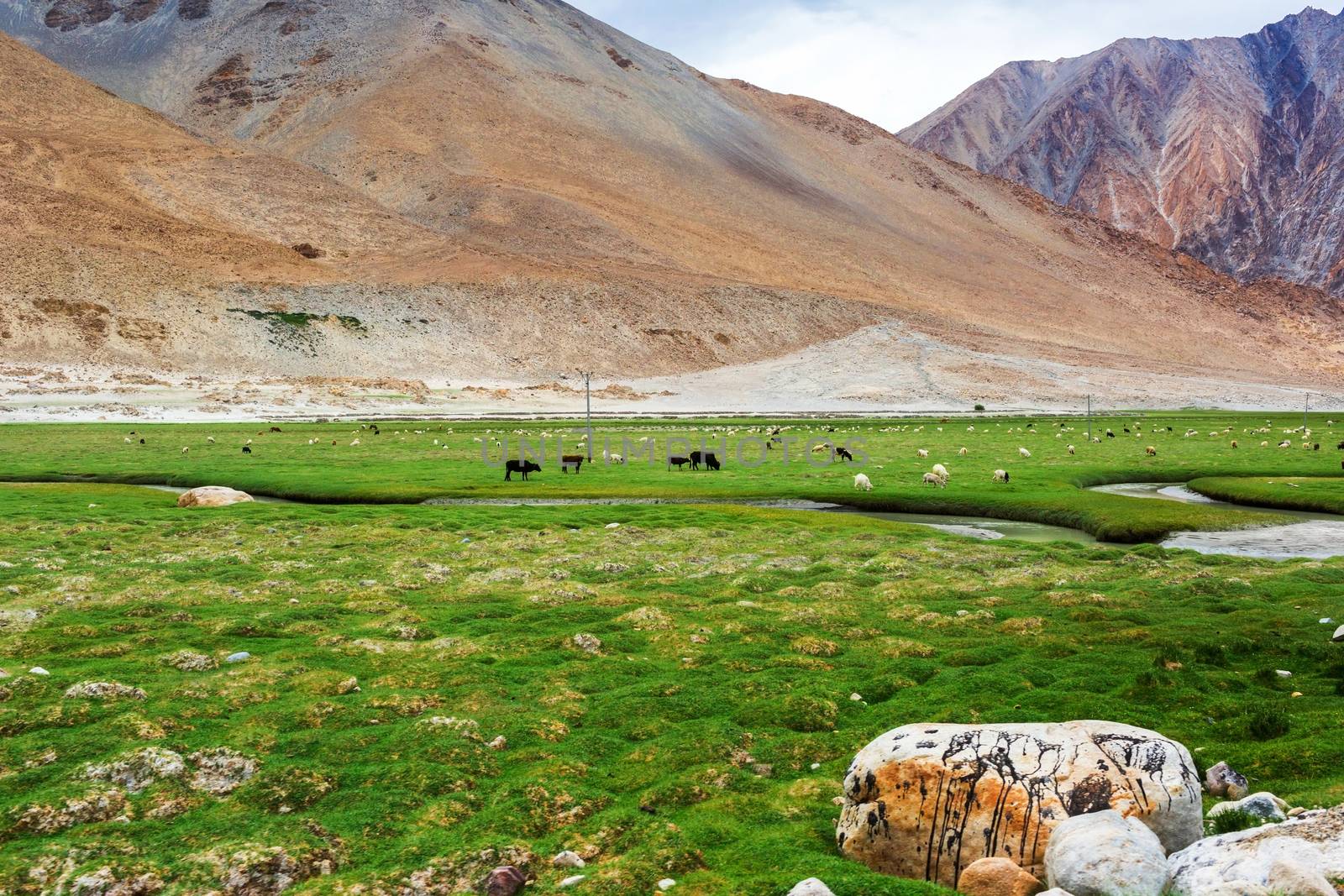 Animals with natural landscape in Leh Ladakh, Jammu and Kashmir, India