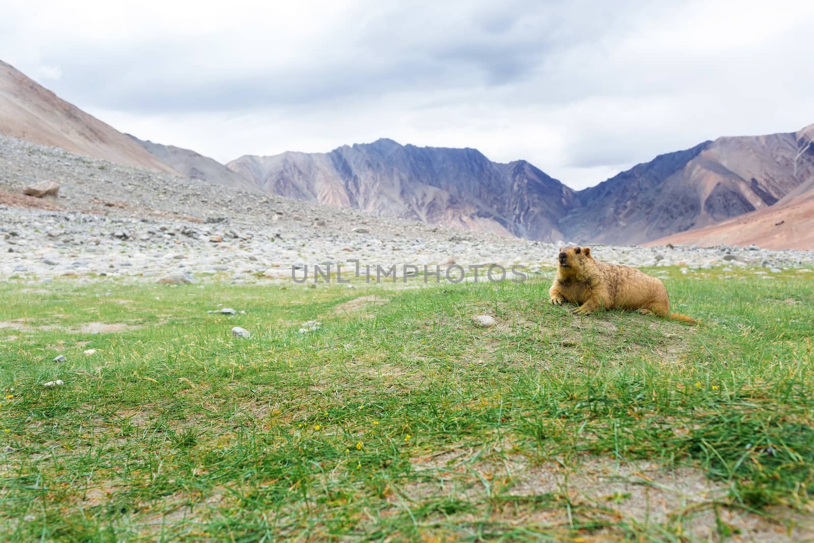 Himalayan marmot with natural landscape in Leh Ladakh, Jammu and Kashmir, India