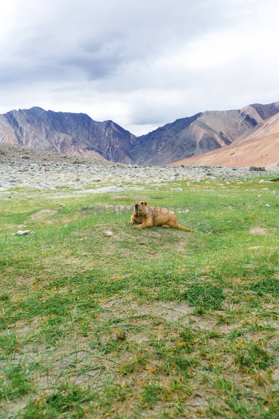 Himalayan marmot with natural landscape in Leh Ladakh, Jammu and Kashmir, India