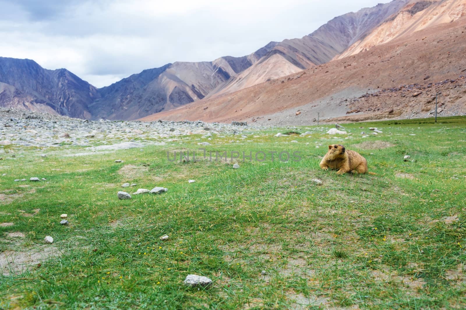 Himalayan marmot with natural landscape in Leh Ladakh, Jammu and Kashmir, India