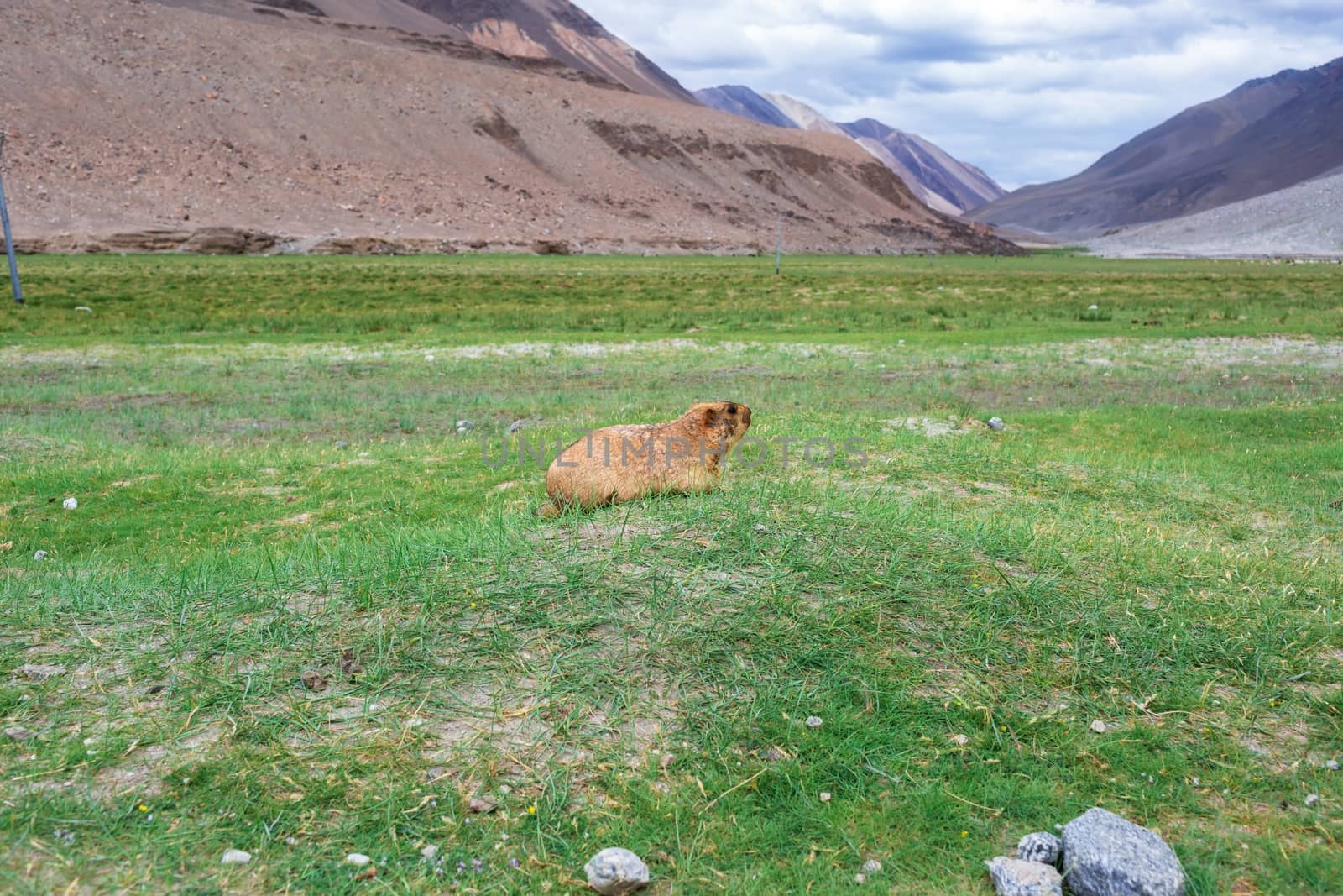 Himalayan marmot with natural landscape in Leh Ladakh, Jammu and Kashmir, India