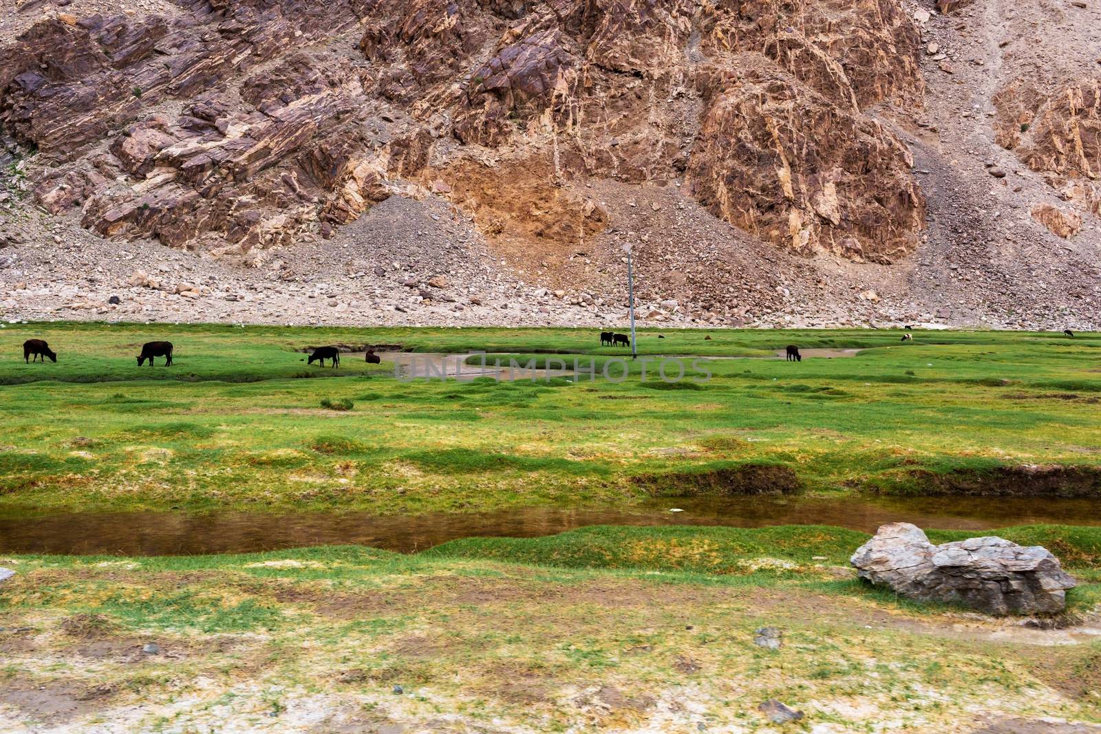 Animals with natural landscape in Leh Ladakh, Jammu and Kashmir, India