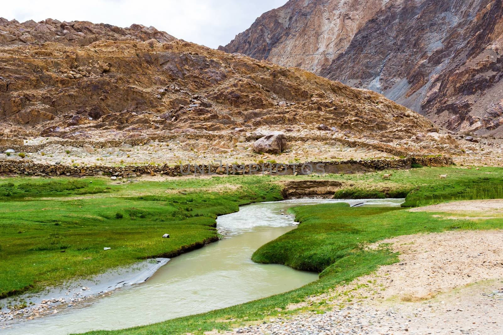 Animals with natural landscape in Leh Ladakh, Jammu and Kashmir, India