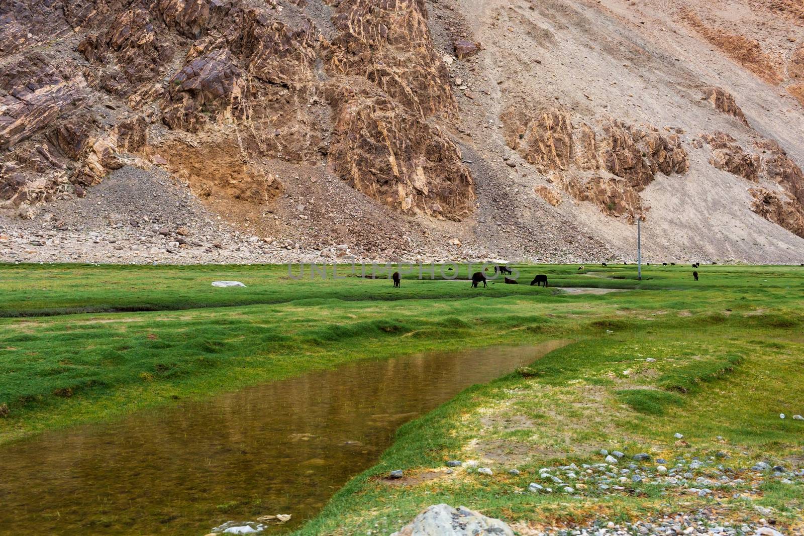 Animals with natural landscape in Leh Ladakh, Jammu and Kashmir, India