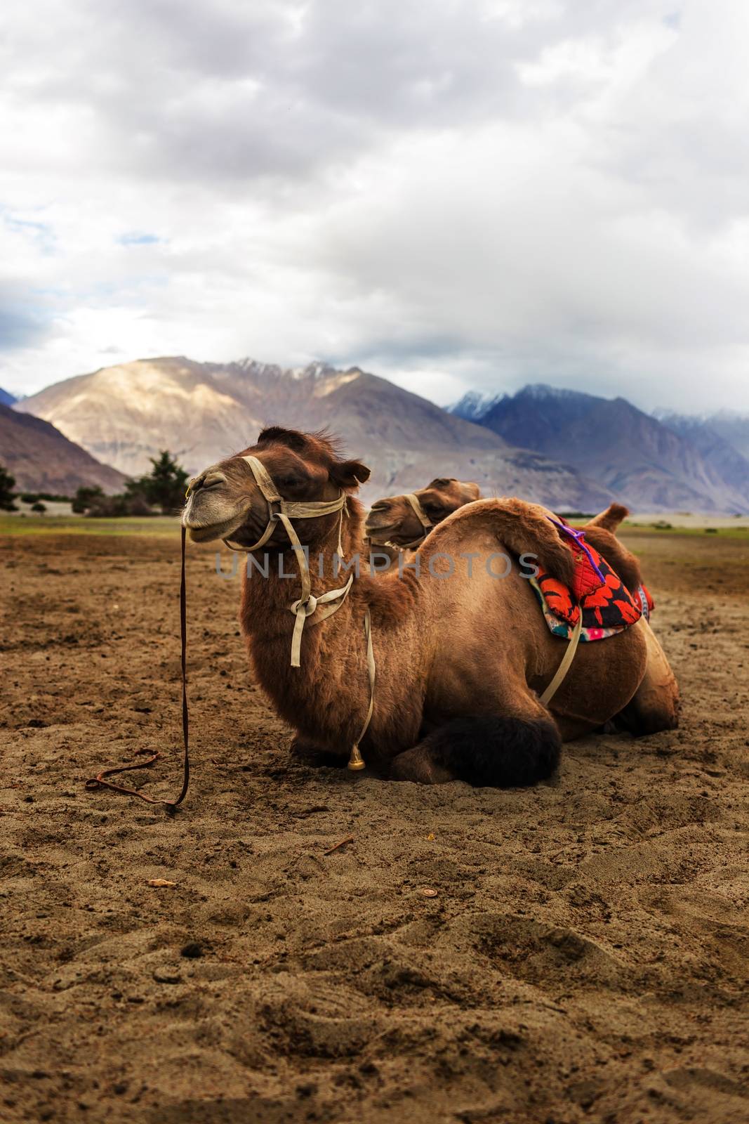 Bactrian camel in Hunder Sand Dunes of Nubra Valley, Leh Ladakh, Jammu and Kashmir, India