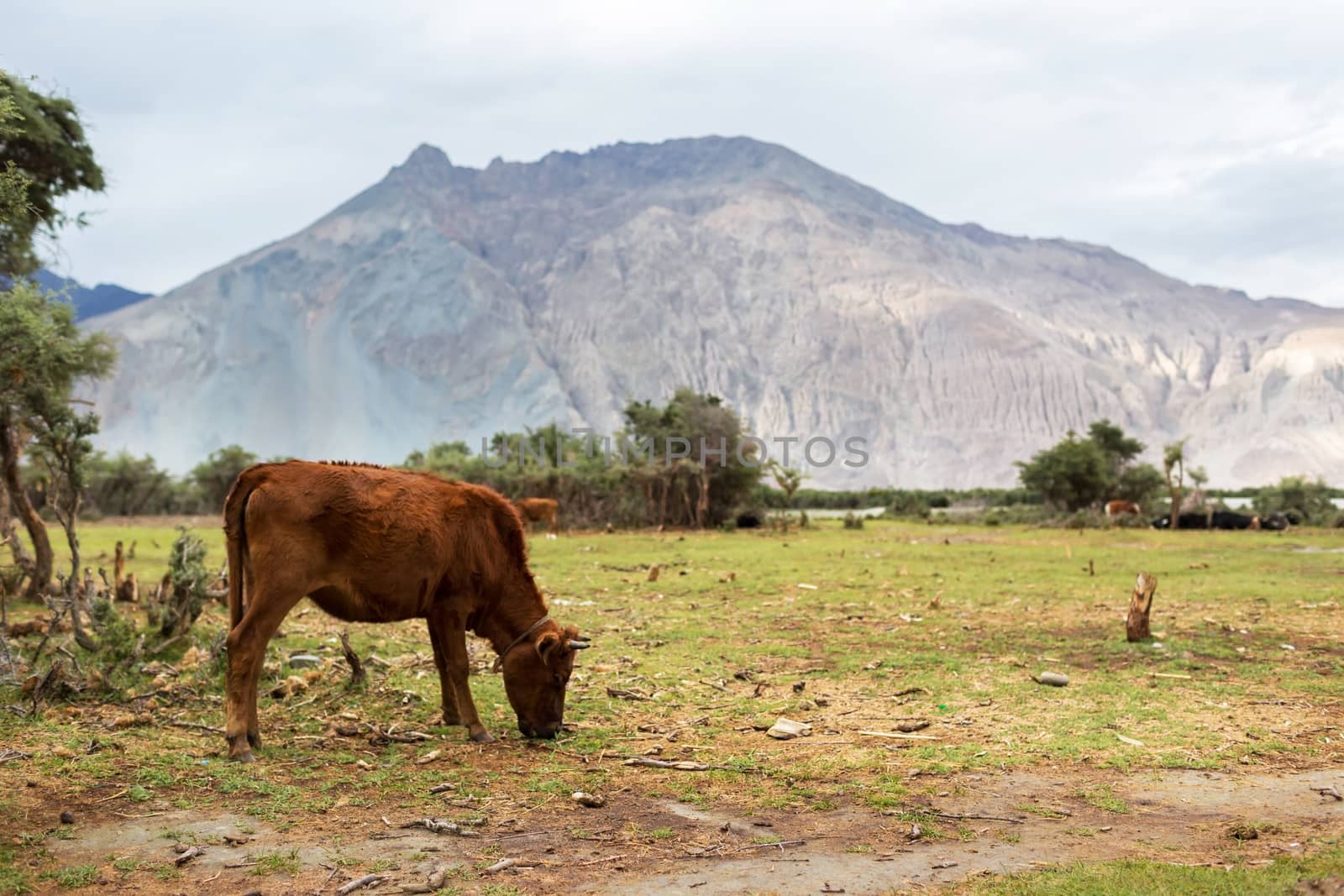 Natural landscape in Nubra valley, Leh Ladakh, Jammu and Kashmir, India