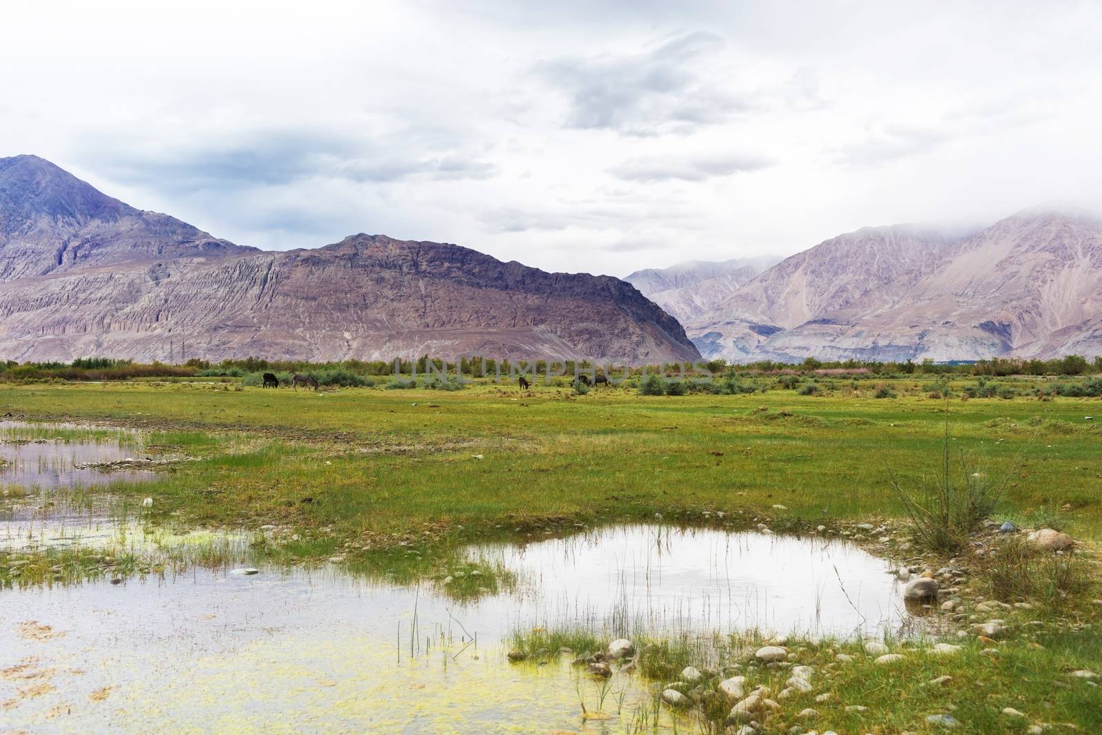 Natural landscape in Nubra valley, Leh Ladakh, Jammu and Kashmir, India