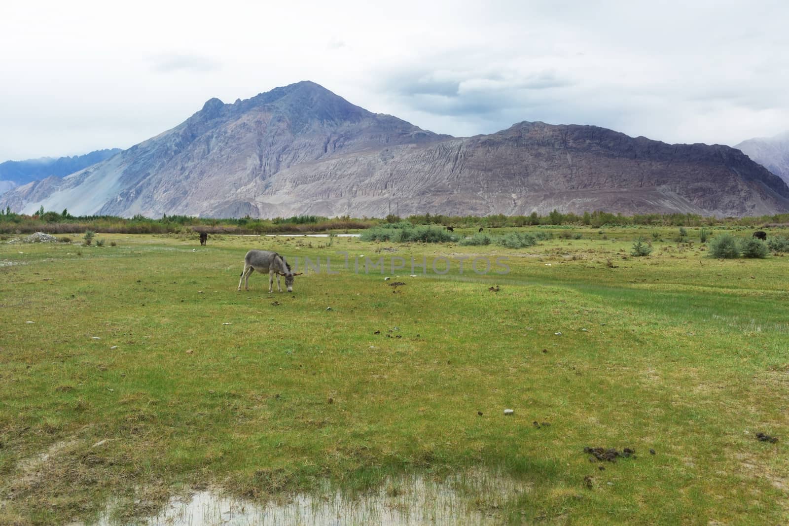 Natural landscape in Nubra valley, Leh Ladakh, Jammu and Kashmir, India