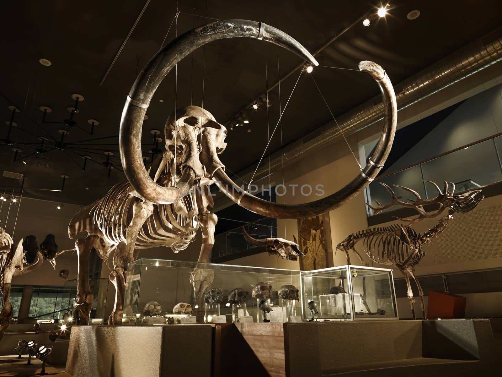 Large mammoth skeleton in a museum with backlight
