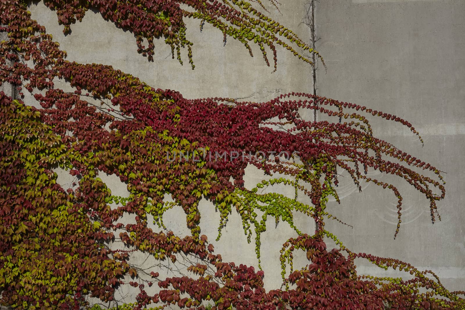 autumn colours leaves on a wall background texture