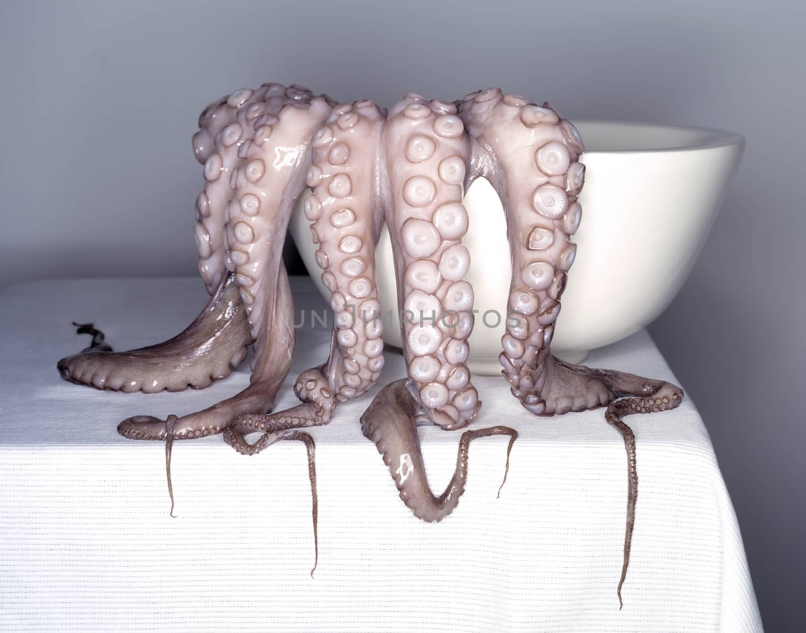 Fresh octopus in a kitchen, in white porcelain oval bowl by janssenkruseproductions