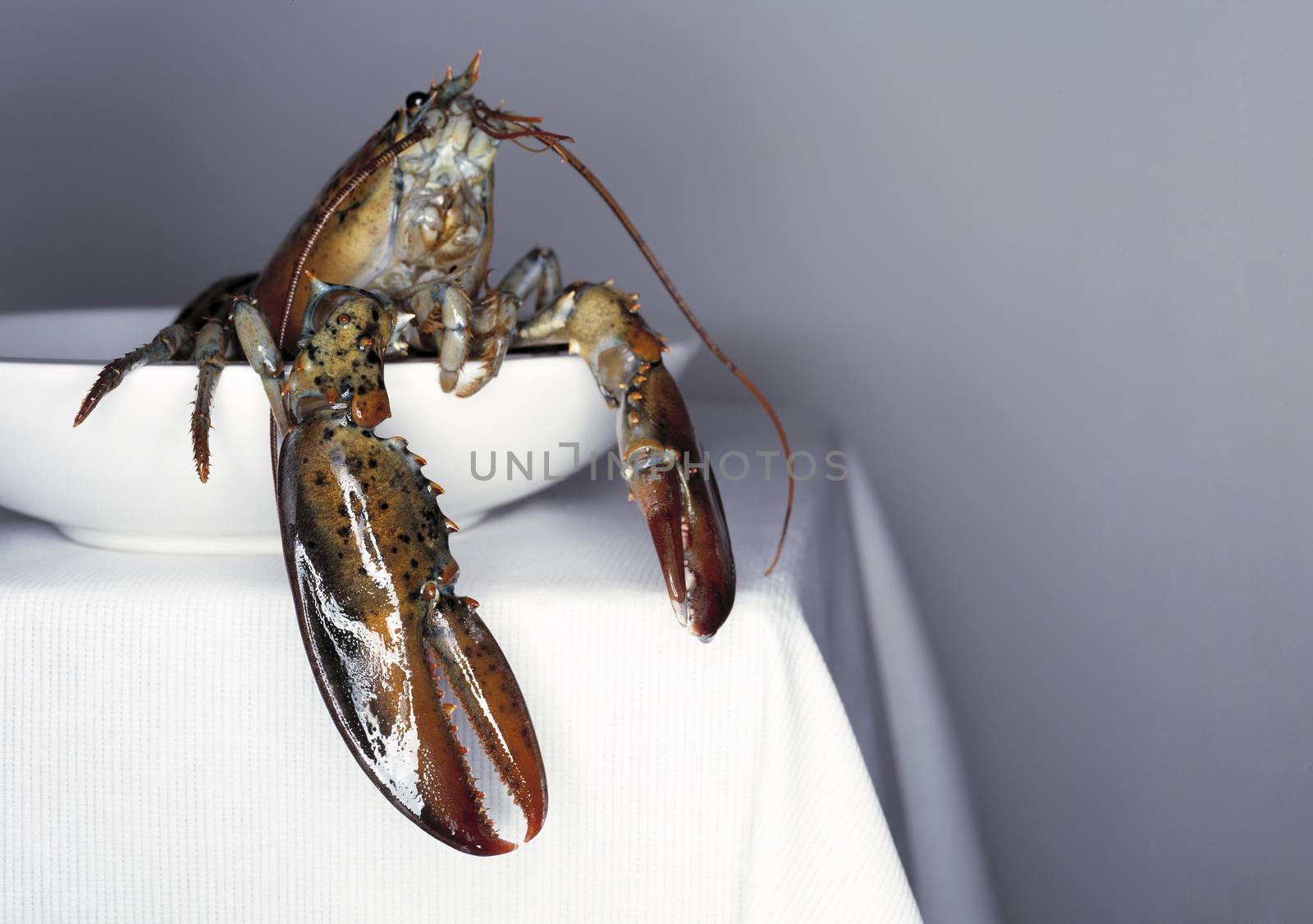 Fresh lobster on a white plate and table. Close up