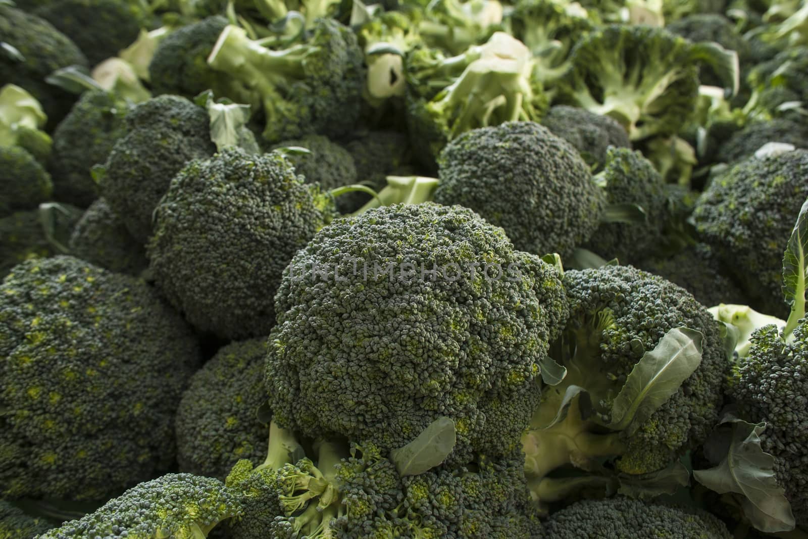 Very large group of fresh green broccoli. Close up by janssenkruseproductions