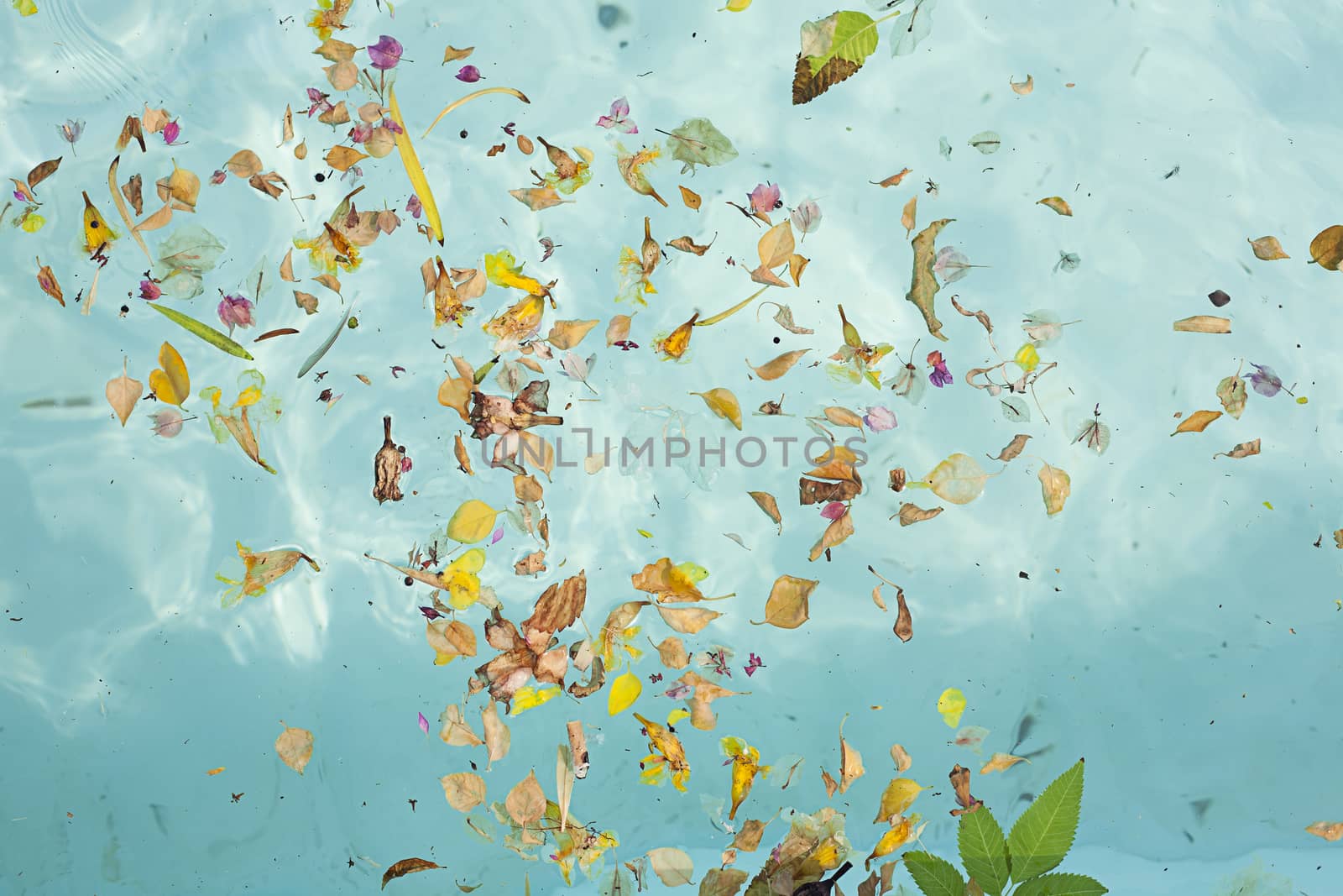 Blue transparent water in the pool with flowers, leaves