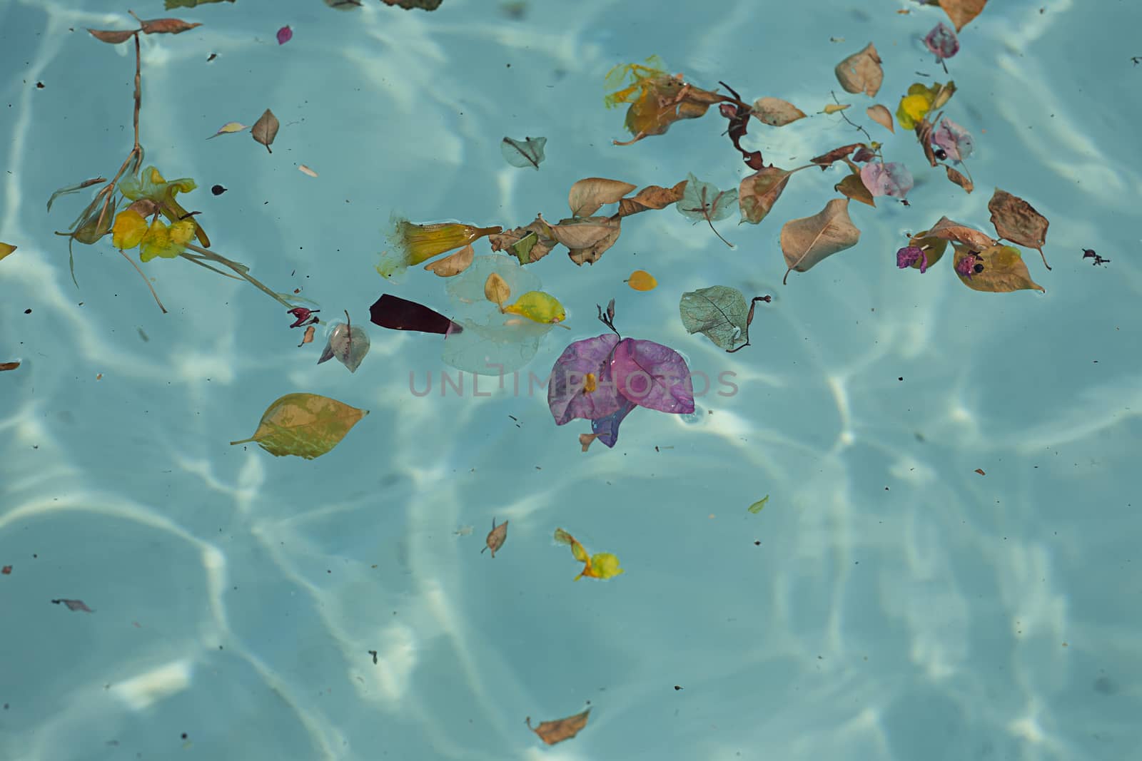 Blue transparent water in the pool with flowers, leaves