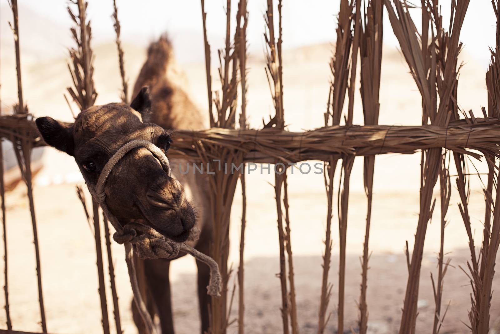 Young camel looks from behind a fence in Sharm El Sheikh Egypt