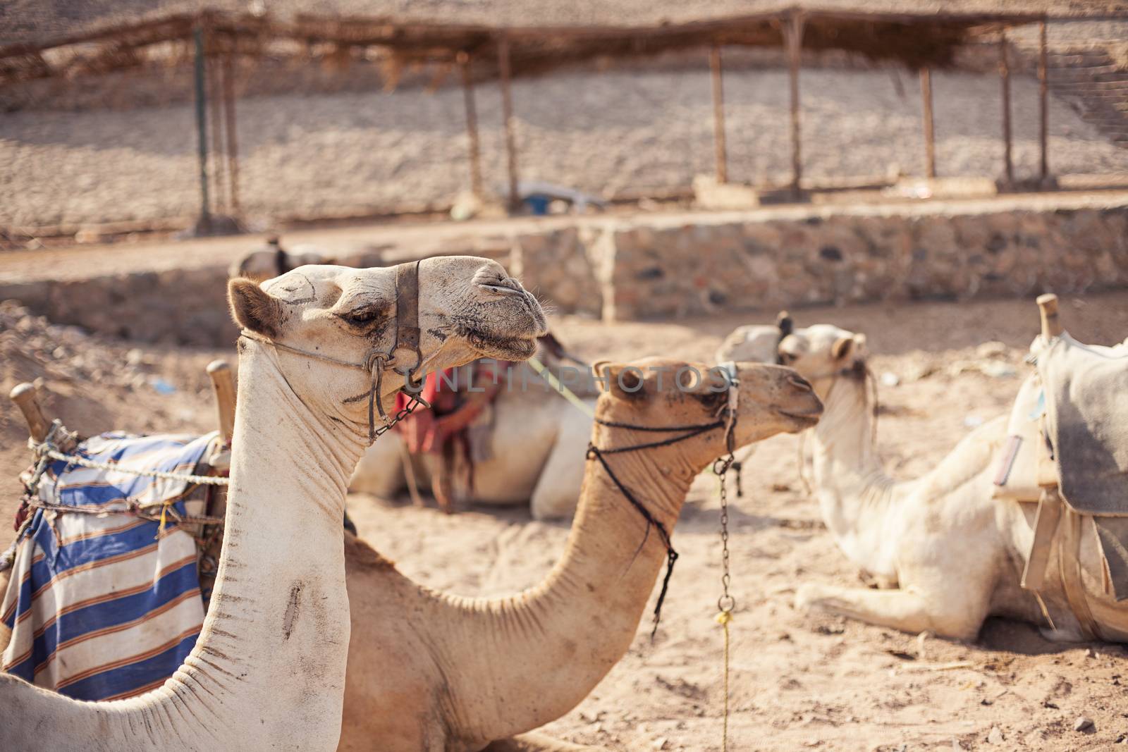 Safari trip in desert with camels in Sharm El Sheikh Egypt