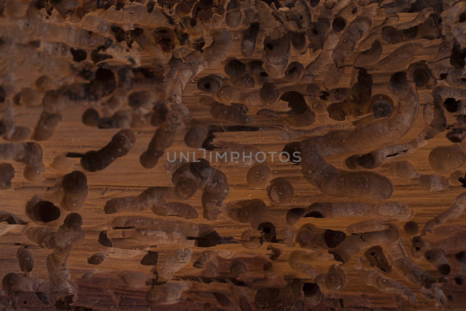 Old wood eaten by bark beetle by Vanzyst