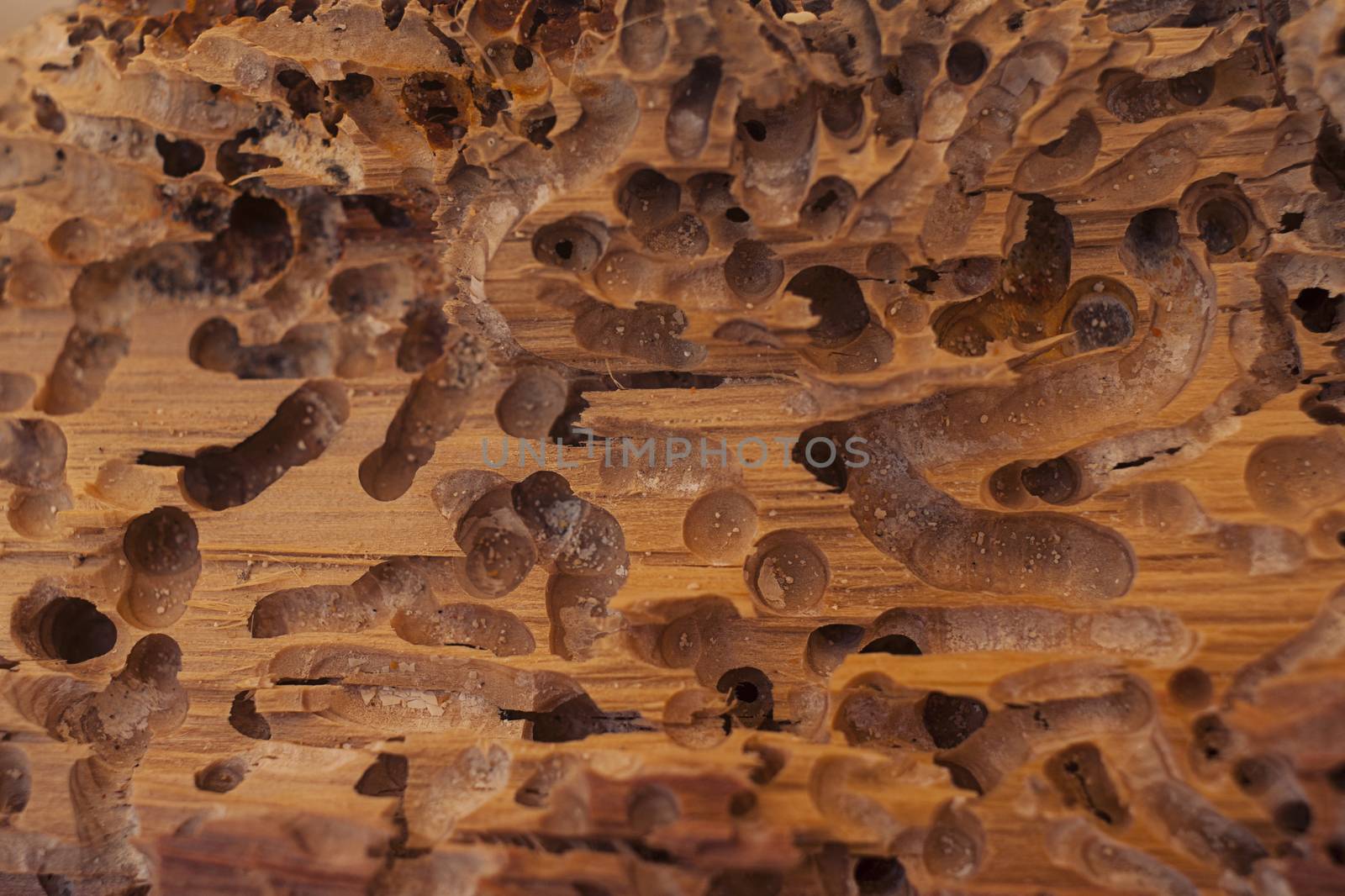 Old wood eaten by bark beetle background