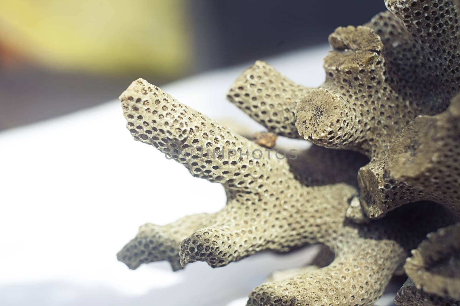 Close up shot of dead coral that look like brain or bee hive