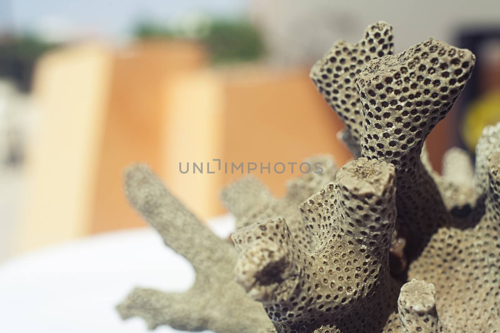 Close up shot of dead coral that look like brain or bee hive