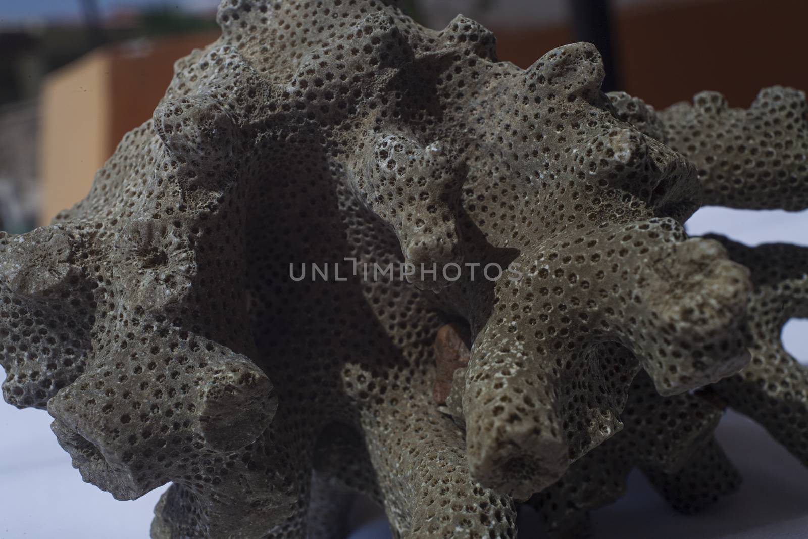 Close up shot of dead coral that look like brain or bee hive