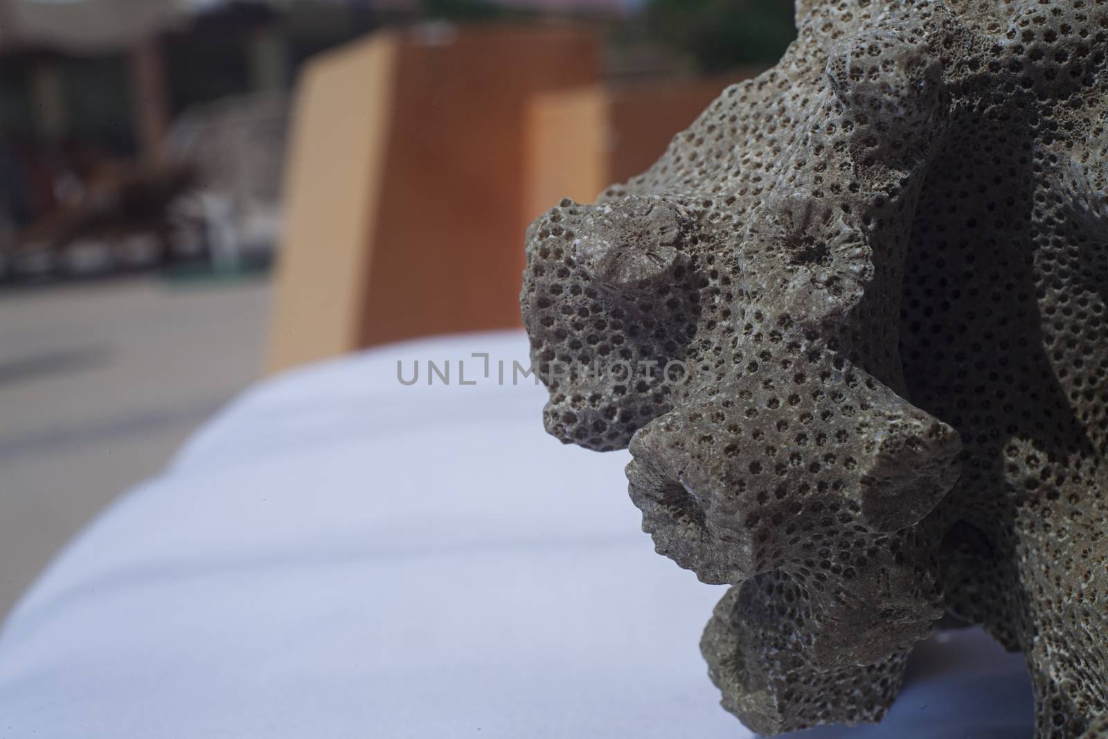 Dead coral that look like brain or bee hive by Vanzyst
