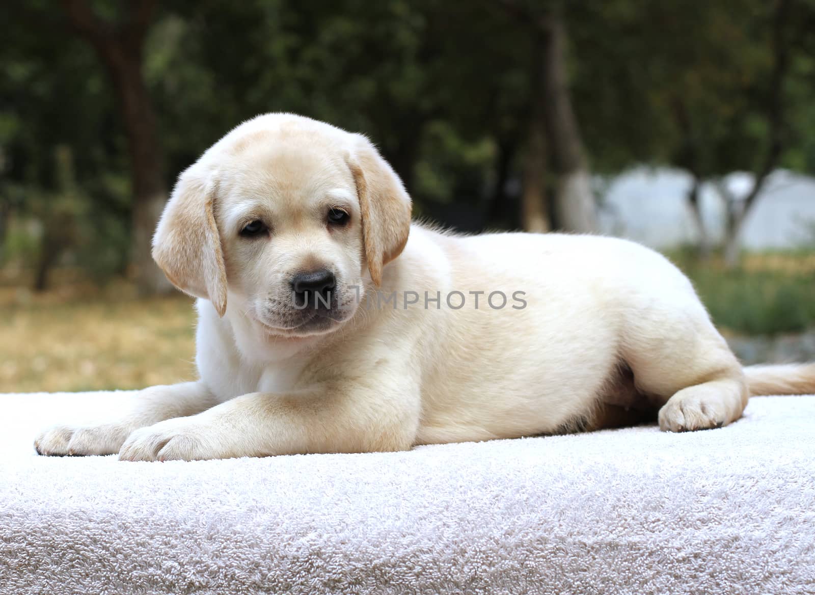 a little yellow labrador puppy sitting on the white background