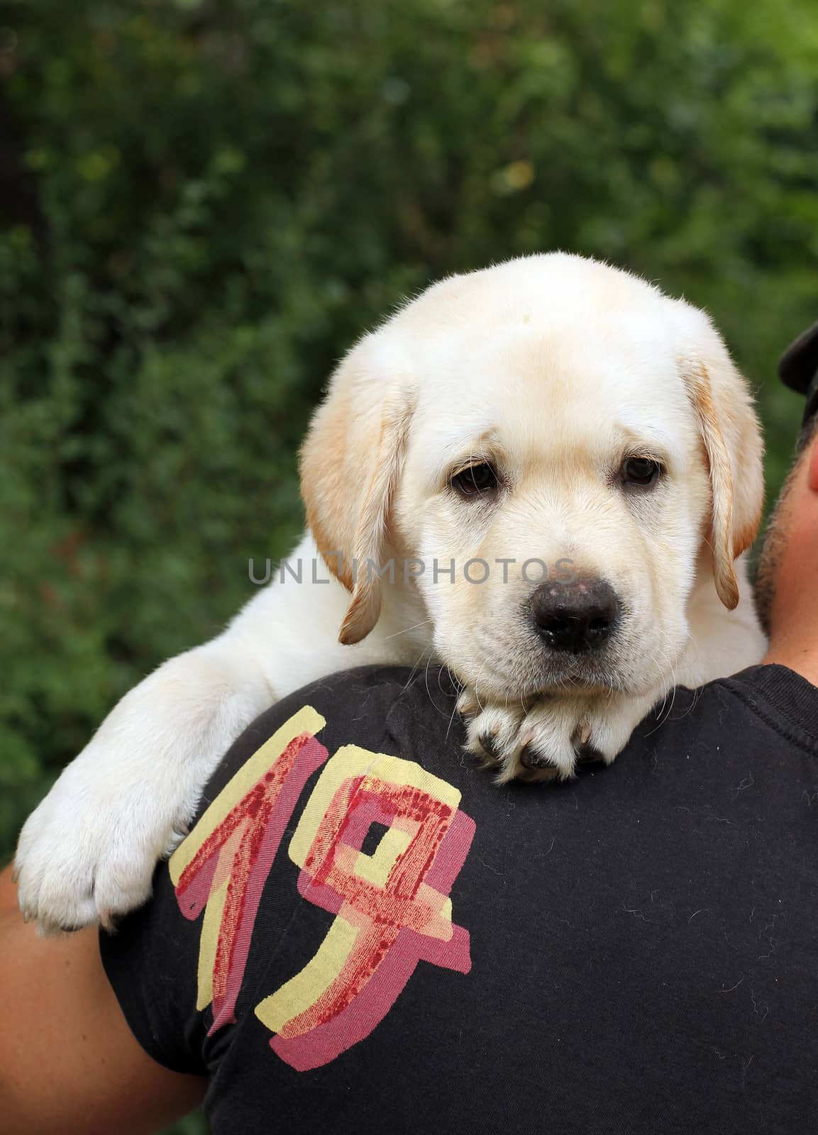 a little yellow labrador puppy a shoulder of a man