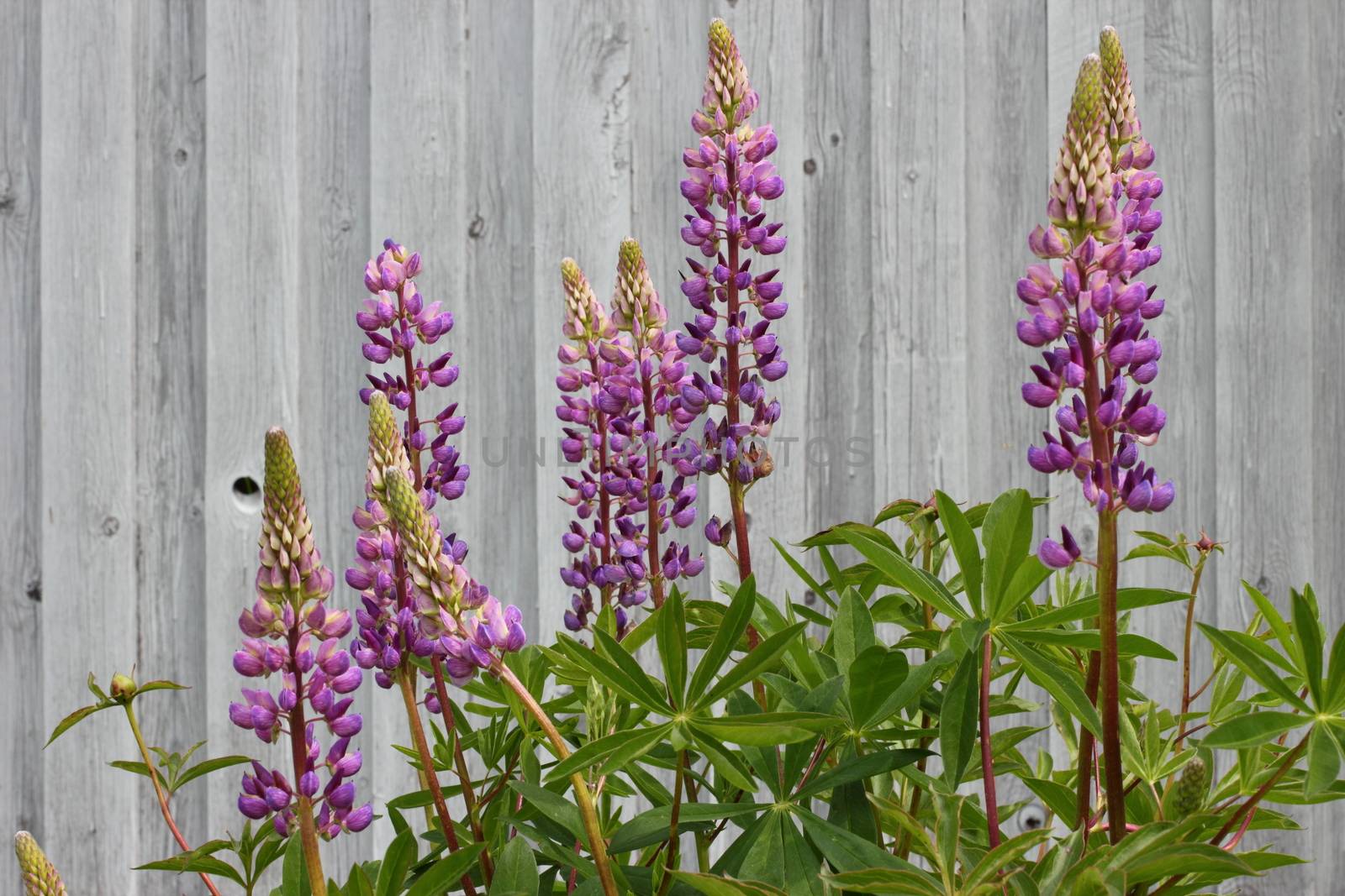 purple lupins in the garden by Metanna