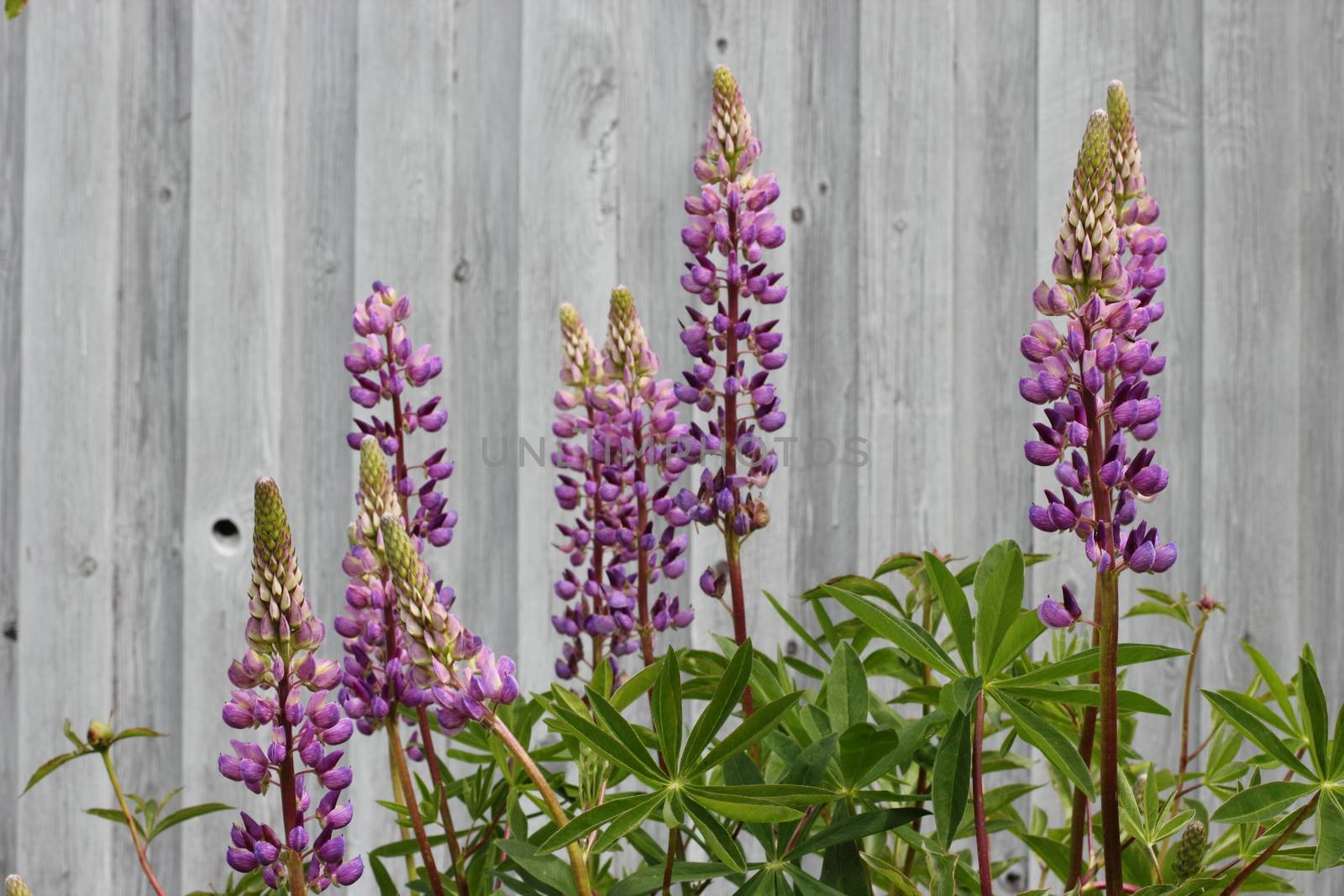 purple lupins in the garden by Metanna