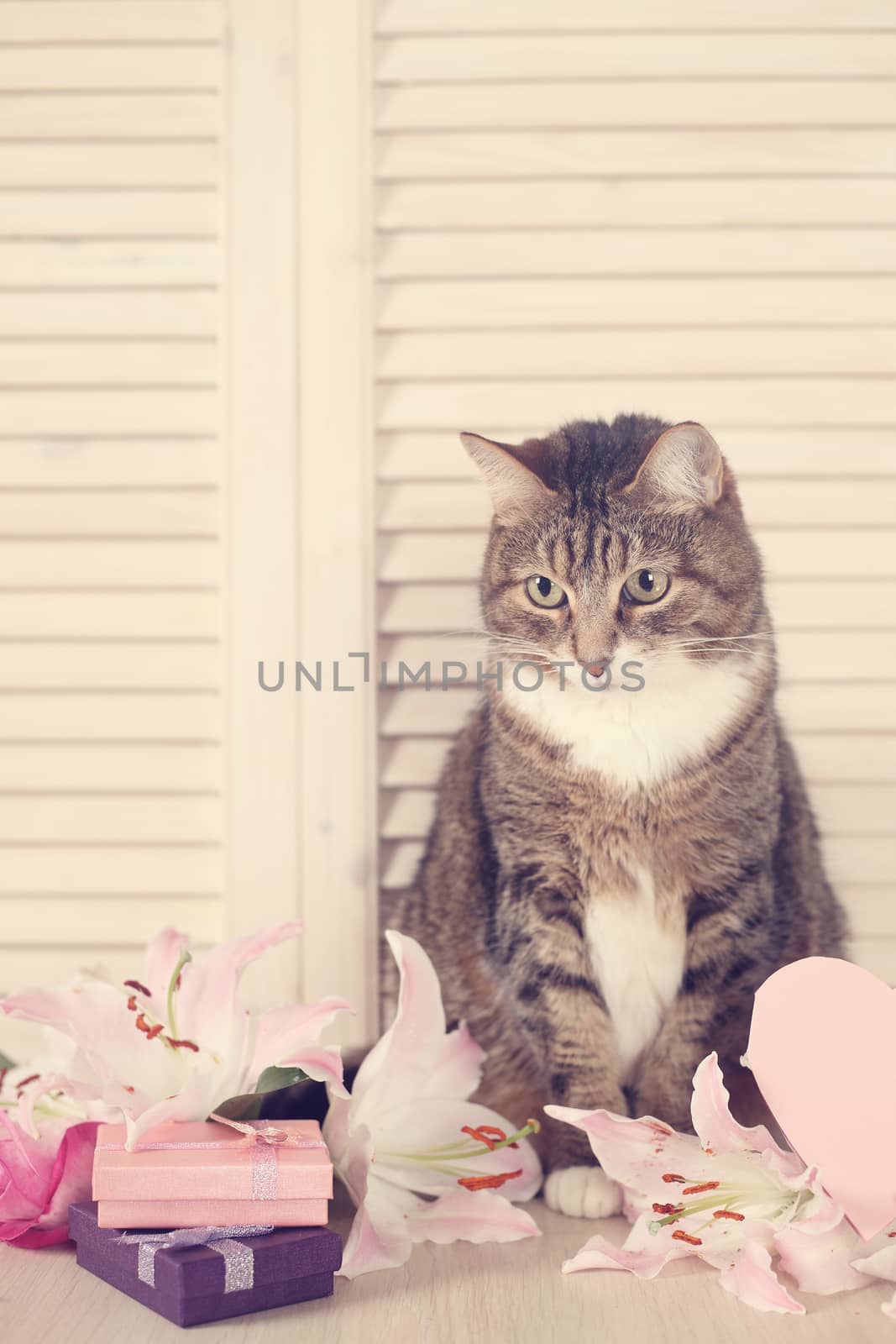 Valentines day cat with Flowers and heart card on wooden background
