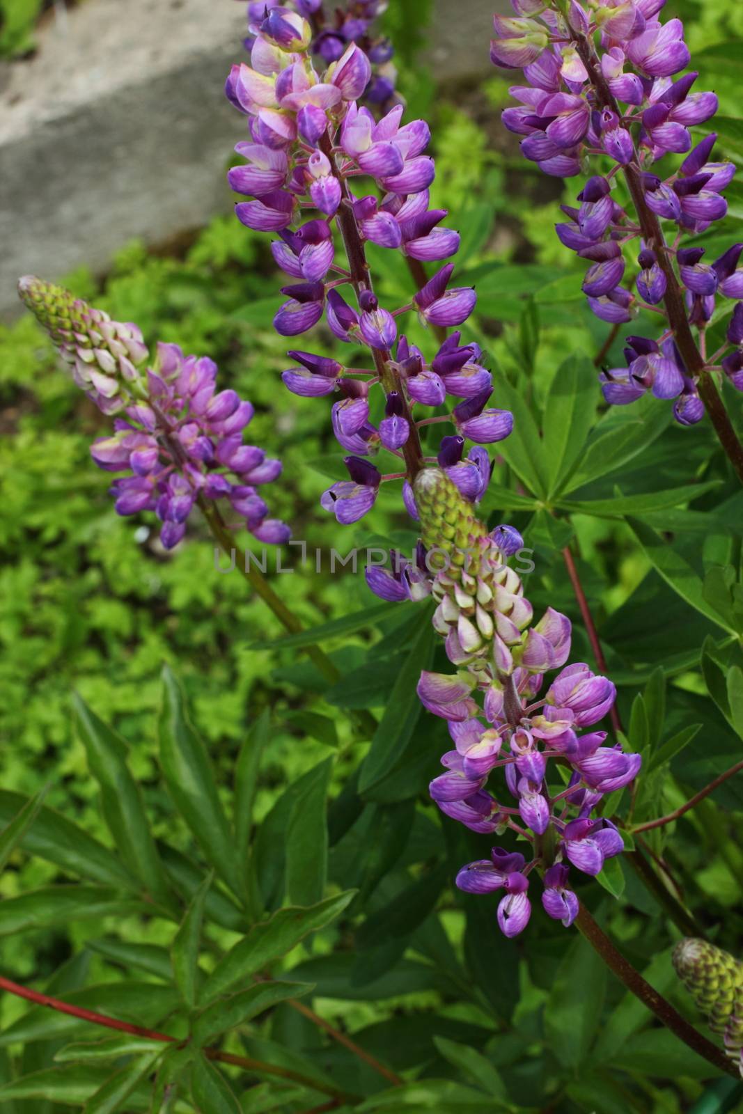 purple lupins in the garden by Metanna