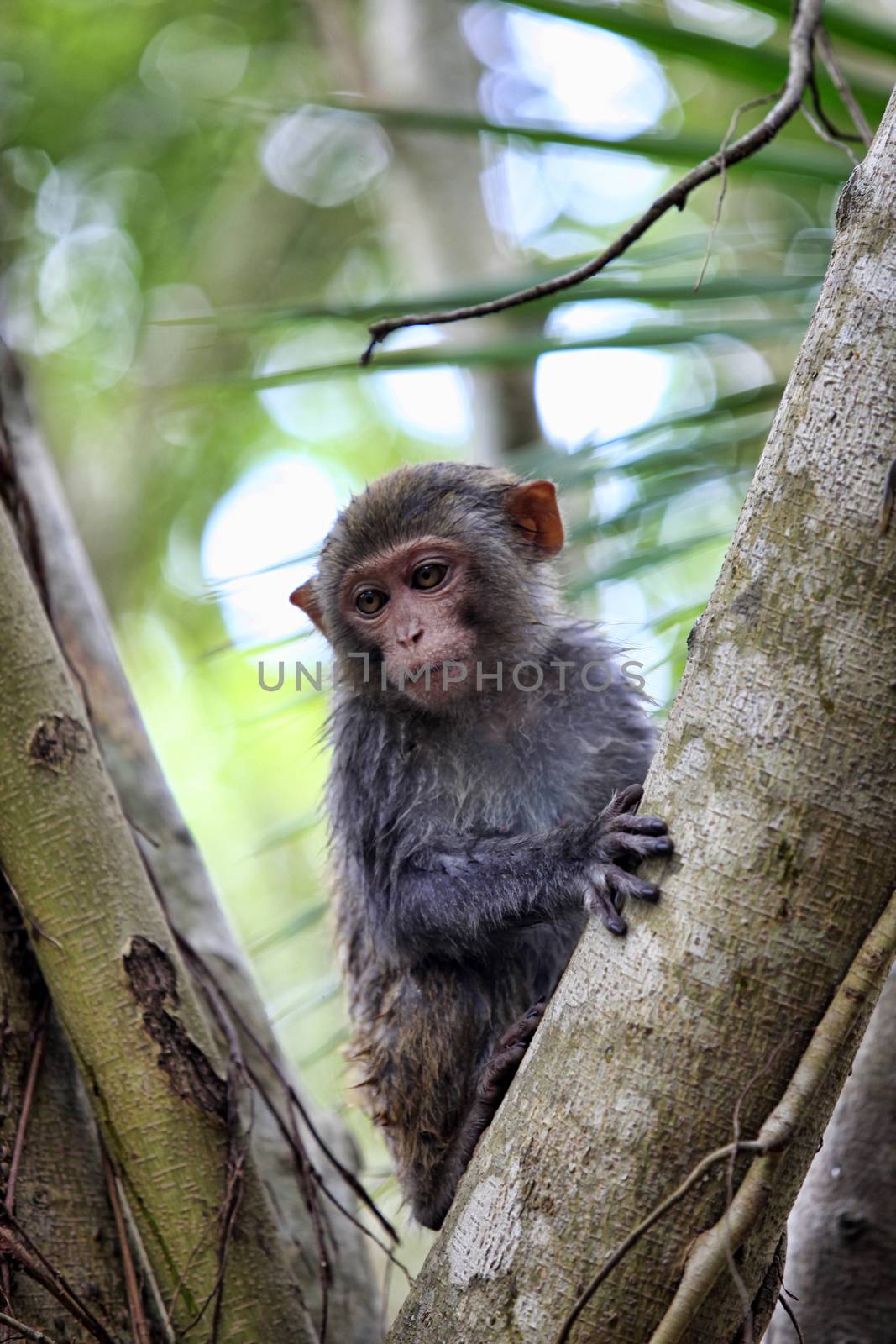 The child of monkeys. Wood of monkeys. Indonesia. Bali