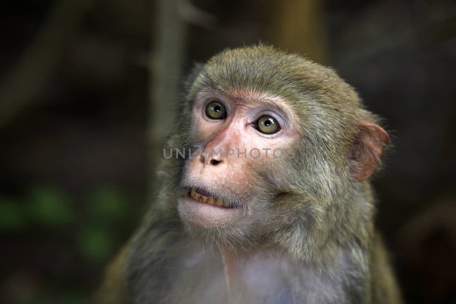 Portrait of the monkey. Park of monkeys in Indonesia. Bali