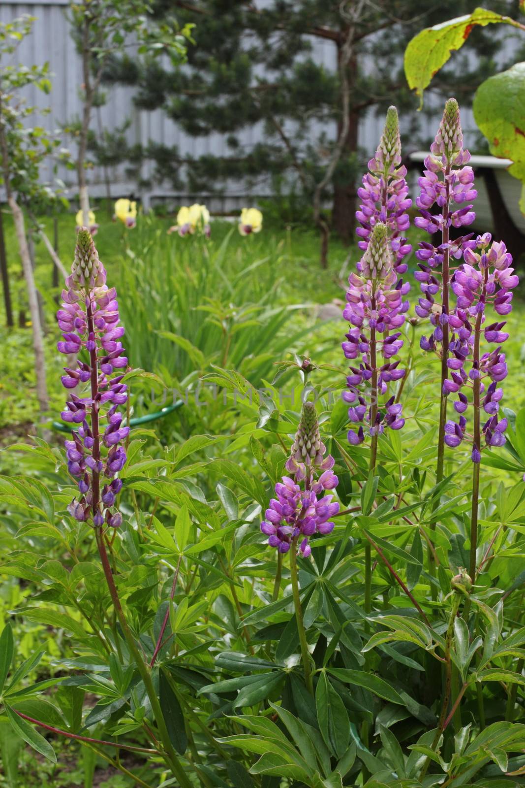 purple lupins in the garden by Metanna