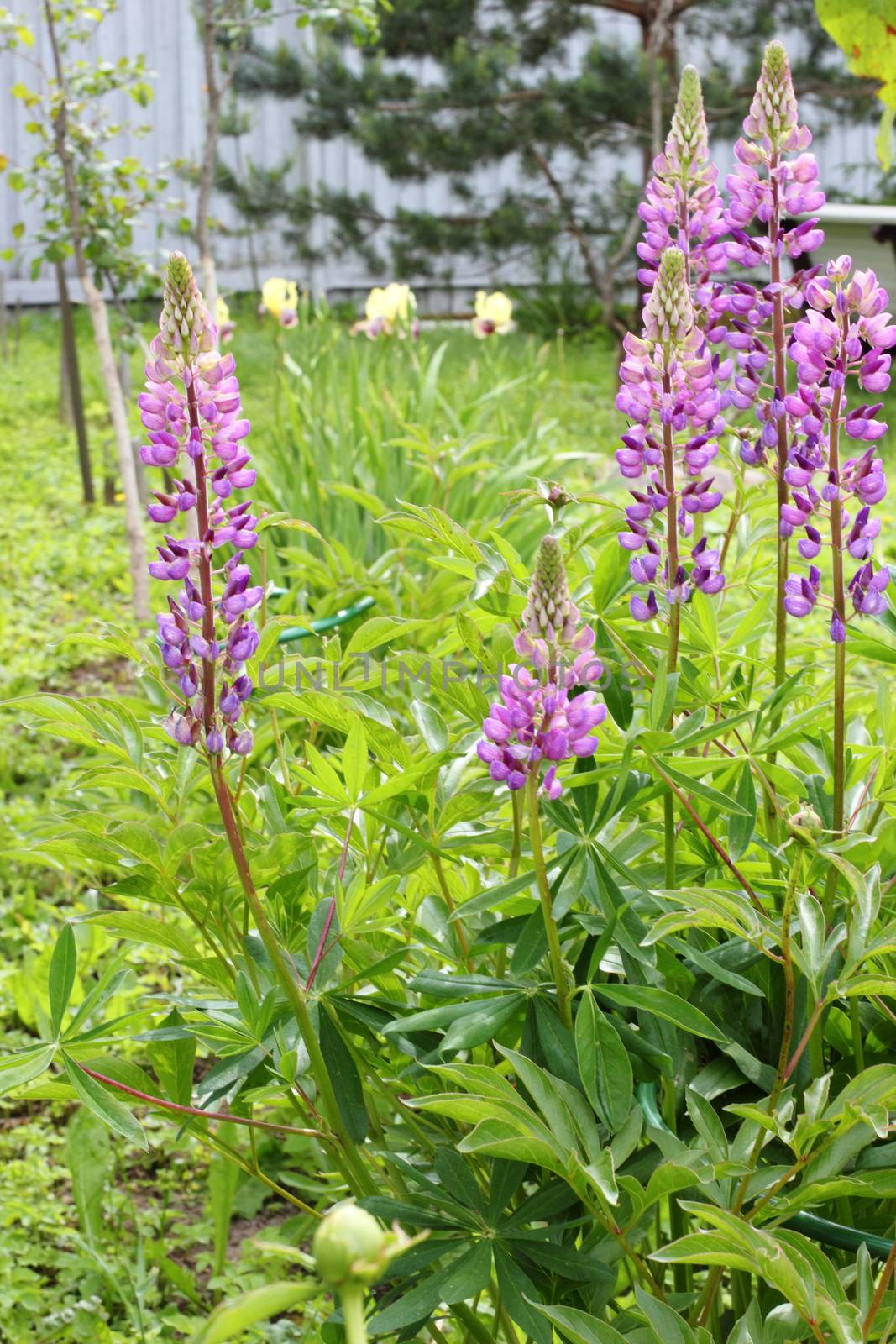 Beautiful purple lupins growing in the garden