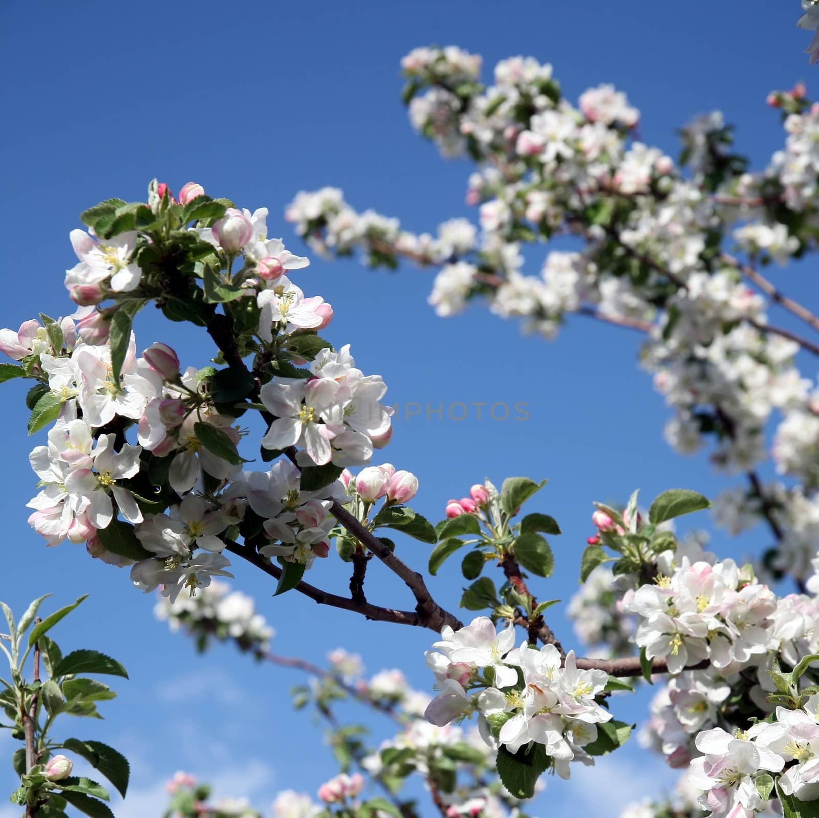 Apple tree flower blossoming at spring time, blue sky background