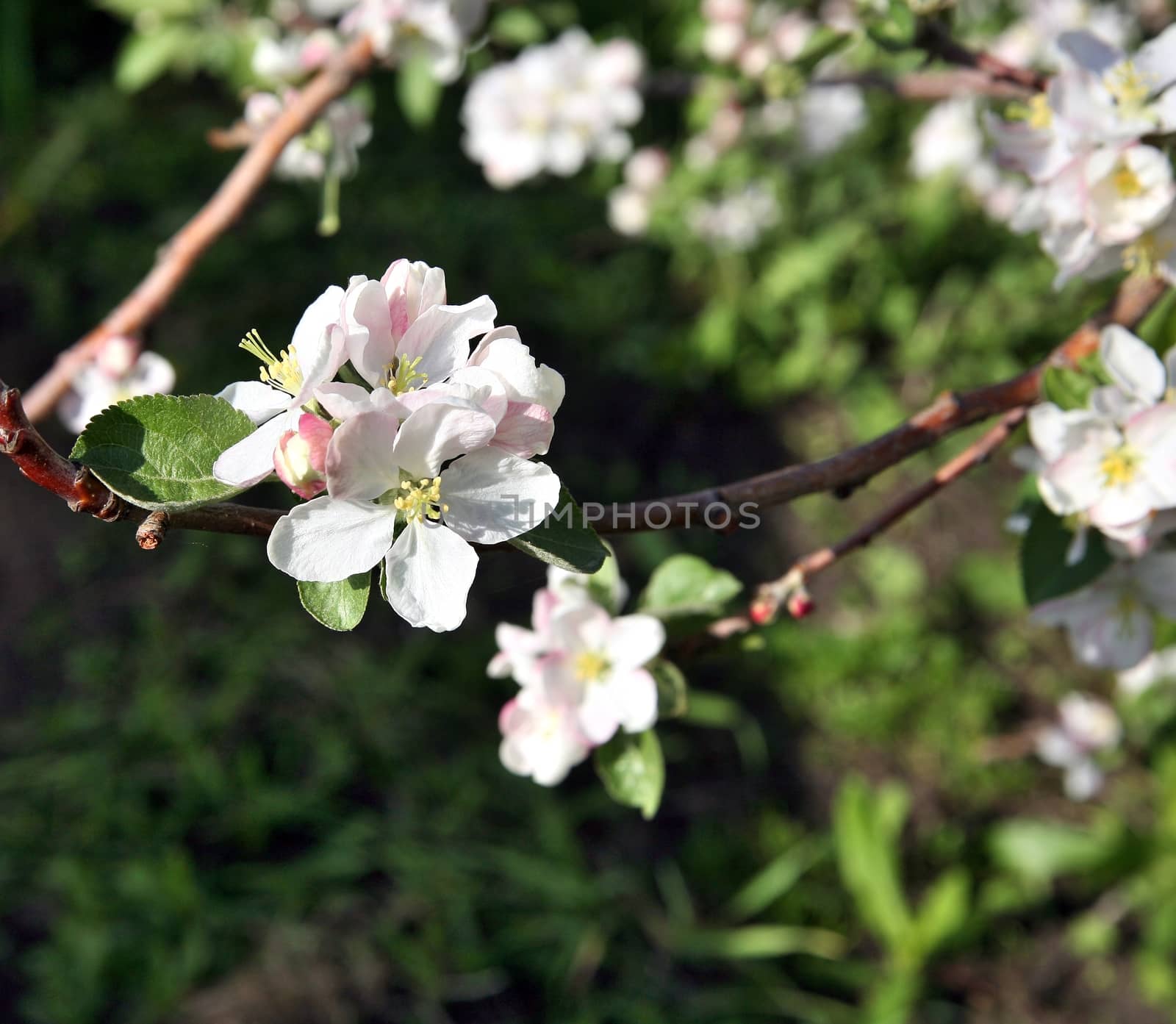 Apple tree flower blossoming at spring time, floral background