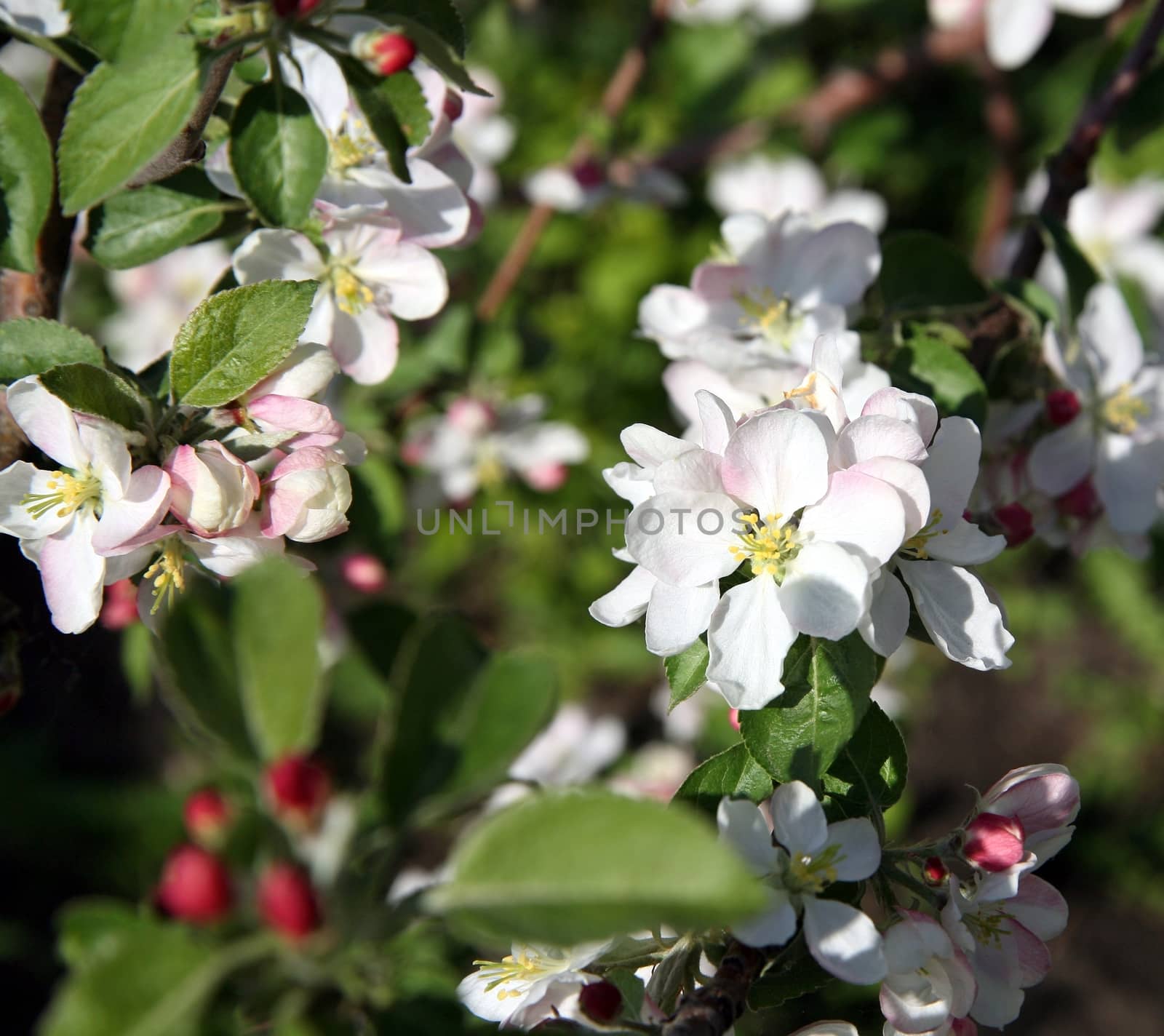 Apple tree flower blossoming at spring time, floral background