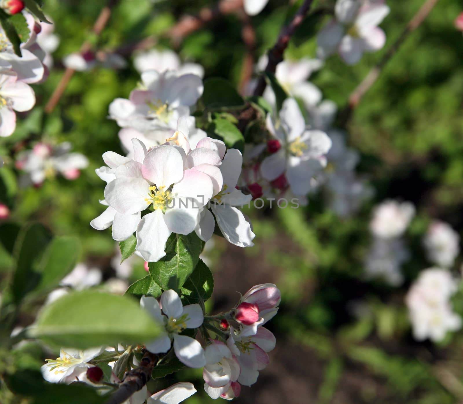 Apple tree flower blossoming at spring time, floral background